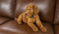 Fozzie, a male Goldendoodle for sale in Buckeye, AZ – 3 of 6