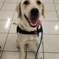 CJ - Diabetic Alert trained, a male Labrador Retriever for sale in Buckeye, AZ – Photo 7 of 10