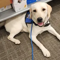 CJ - Diabetic Alert trained, a male Labrador Retriever for sale in Buckeye, AZ – Photo 8 of 10