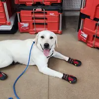 CJ - Diabetic Alert trained, a male Labrador Retriever for sale in Buckeye, AZ – Photo 10 of 10