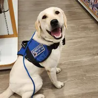 CJ - Diabetic Alert trained, a male Labrador Retriever for sale in Buckeye, AZ – Photo 9 of 10