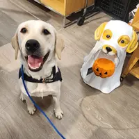 CJ - Diabetic Alert trained, a male Labrador Retriever for sale in Buckeye, AZ – Photo 2 of 10