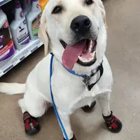 CJ - Diabetic Alert trained, a male Labrador Retriever for sale in Buckeye, AZ – Photo 6 of 10