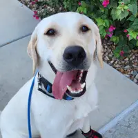 CJ - Diabetic Alert trained, a male Labrador Retriever for sale in Buckeye, AZ – Photo 3 of 10