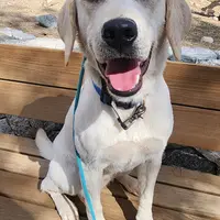 CJ - Diabetic Alert trained, a male Labrador Retriever for sale in Buckeye, AZ – Photo 5 of 10