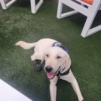 CJ - Diabetic Alert trained, a male Labrador Retriever for sale in Buckeye, AZ – Photo 4 of 10