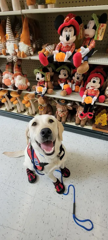 CJ - Diabetic Alert trained