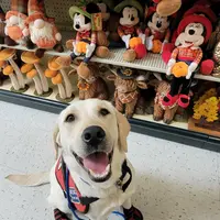 CJ - Diabetic Alert trained, a male Labrador Retriever for sale in Buckeye, AZ – Photo 1 of 10