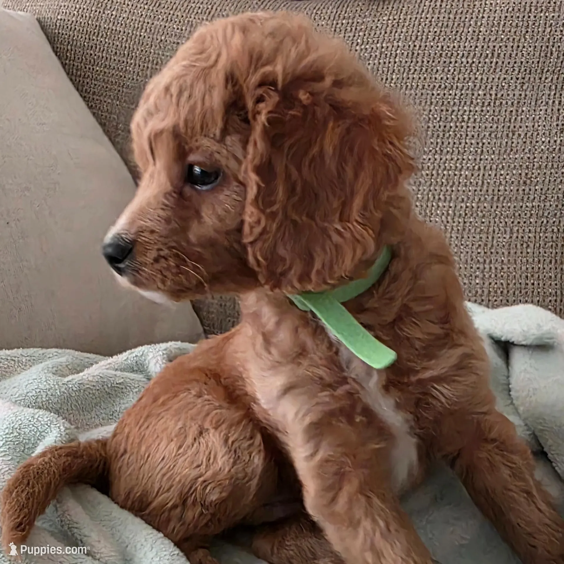 Bear – Cavapoo puppy for sale in Mount Dora, FL