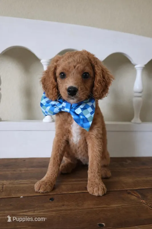 Bear – Cavapoo puppy for sale in Mount Dora, FL