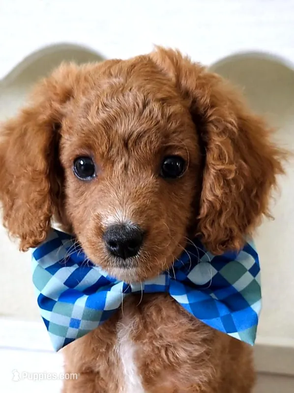 Bear – Cavapoo puppy for sale in Mount Dora, FL