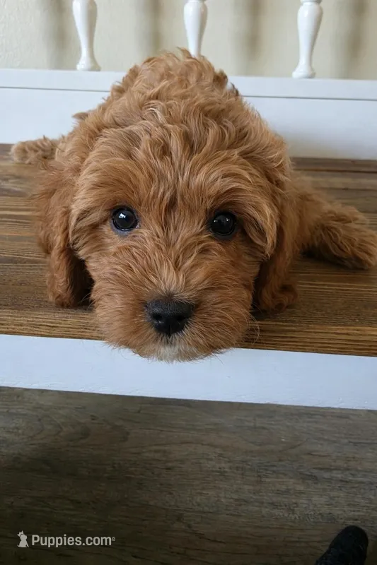 Axel – Cavapoo puppy for sale in Mount Dora, FL
