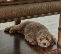 Axel, a male Cavapoo for sale in Mount Dora, FL – Photo 2 of 2