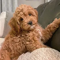 Axel, a male Cavapoo for sale in Mount Dora, FL – Photo 1 of 2