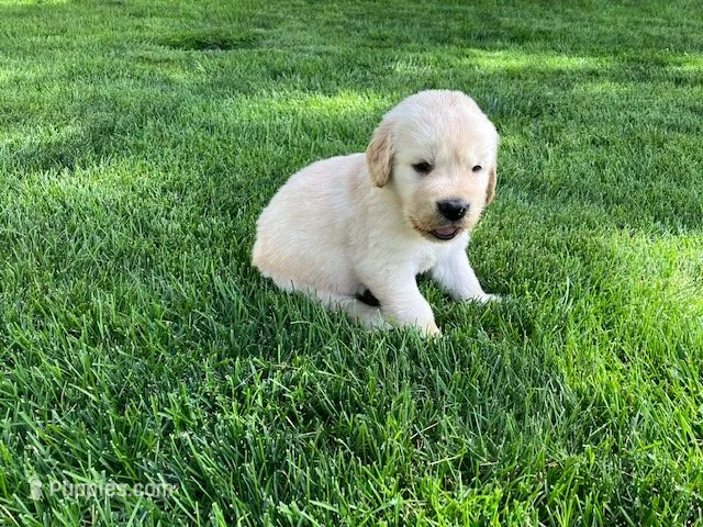 Jax – Golden Retriever puppy for sale in Santa Fe, NM