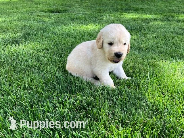 Jax, a male Golden Retriever for sale in Santa Fe, NM – 1 of 3