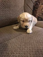 Copper, a male Golden Retriever for sale in Santa Fe, NM – Photo 1 of 3