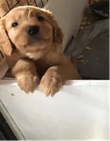 Danny Boy, a male Golden Retriever for sale in Santa Fe, NM – 1 of 1