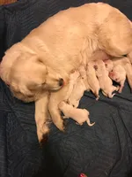 Jax, a male Golden Retriever for sale in Santa Fe, NM – 2 of 3