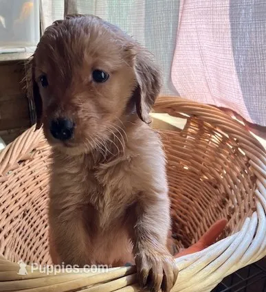 King – Golden Retriever puppy for sale in Santa Fe, NM