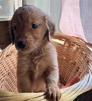 King, a male Golden Retriever for sale in Santa Fe, NM – 1 of 1