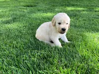 Leo, a male Golden Retriever for sale in Santa Fe, NM – Photo 2 of 2