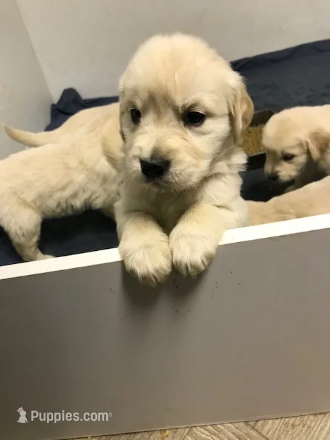 Cloe – Golden Retriever puppy for sale in Santa Fe, NM