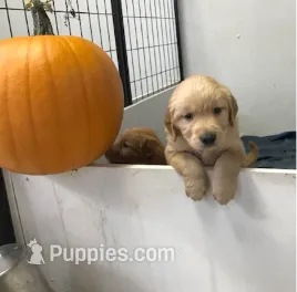 Hank – Golden Retriever puppy for sale in Santa Fe, NM