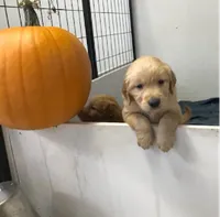 Hank, a male Golden Retriever for sale in Santa Fe, NM – 1 of 1