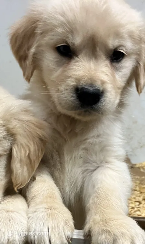 Frodo – Golden Retriever puppy for sale in Santa Fe, NM
