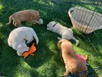 Pepper, a female Golden Retriever for sale in Santa Fe, NM – Photo 4 of 8