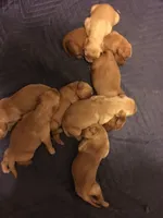 Pepper, a female Golden Retriever for sale in Santa Fe, NM – Photo 2 of 8