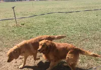 Pepper, a female Golden Retriever for sale in Santa Fe, NM – Photo 6 of 8