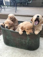 Pepper, a female Golden Retriever for sale in Santa Fe, NM – Photo 3 of 8