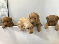 Pepper, a female Golden Retriever for sale in Santa Fe, NM – Photo 7 of 8