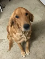 Pepper, a female Golden Retriever for sale in Santa Fe, NM – Photo 5 of 8