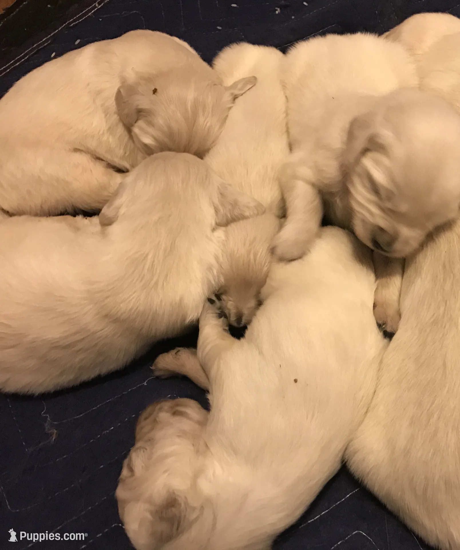 Frodo, a male Golden Retriever for sale in Santa Fe, NM – 1 of 5