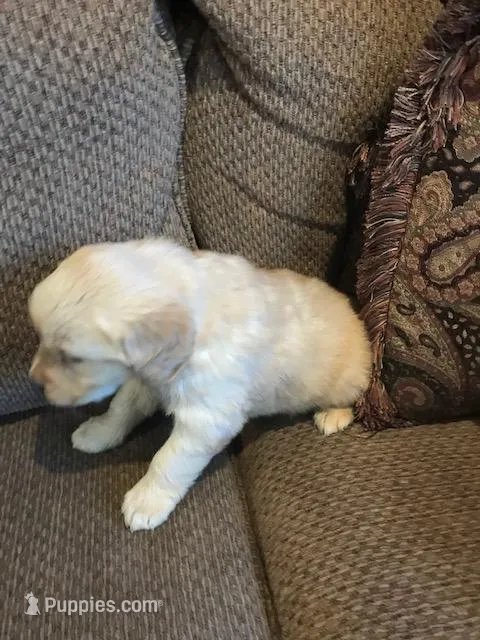 sophie, a female Golden Retriever for sale in Santa Fe, NM – Photo 1 of 1