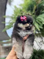 Pepper , a female Pomeranian for sale in Port Charlotte, FL – 2 of 3