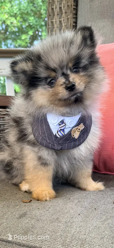 Mochi – Pomeranian puppy for sale in Port Charlotte, FL