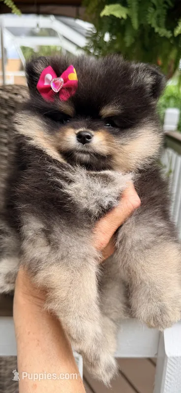 Pepper  – Pomeranian puppy for sale in Port Charlotte, FL