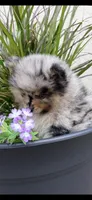 Mochi, a male Pomeranian for sale in Port Charlotte, FL – 4 of 4