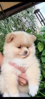 Peaches , a female Pomeranian for sale in Port Charlotte, FL – 4 of 6