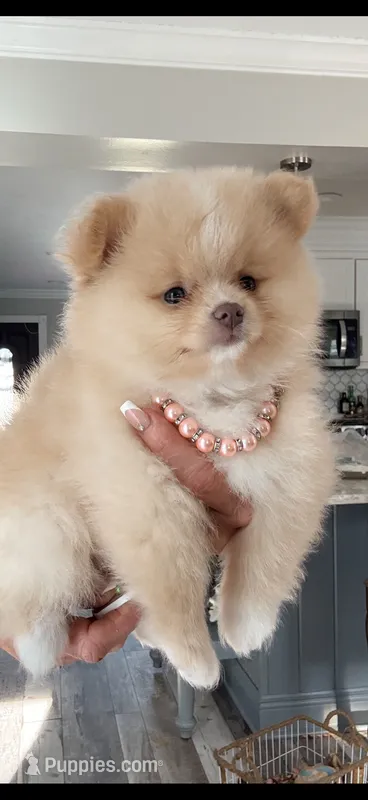 Peaches  – Pomeranian puppy for sale in Port Charlotte, FL