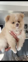 Peaches , a female Pomeranian for sale in Port Charlotte, FL – 1 of 6