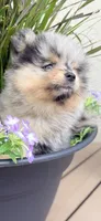 Mochi, a male Pomeranian for sale in Port Charlotte, FL – 2 of 4