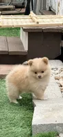Peaches , a female Pomeranian for sale in Port Charlotte, FL – 2 of 6