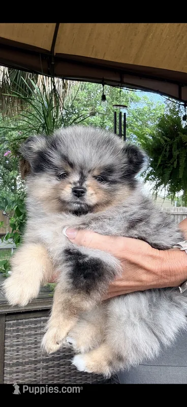 Mochi – Pomeranian puppy for sale in Port Charlotte, FL