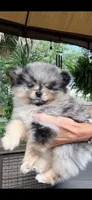 Mochi, a male Pomeranian for sale in Port Charlotte, FL – 1 of 4