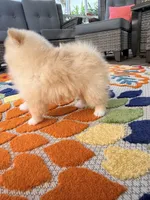 Peaches , a female Pomeranian for sale in Port Charlotte, FL – 6 of 6
